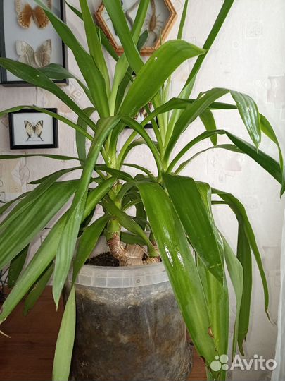 Пальма юкка