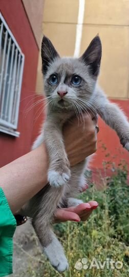 Котенок котик