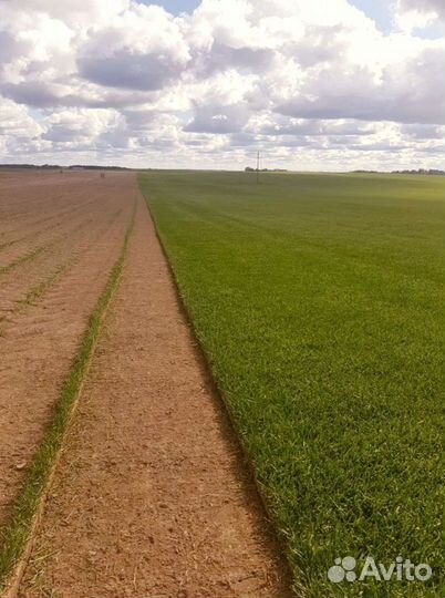 Рулонный газон