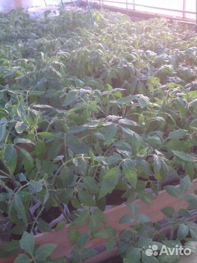 Рассада огурцов, цветов