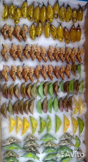 Куколки бабочек для мини ферм оптом