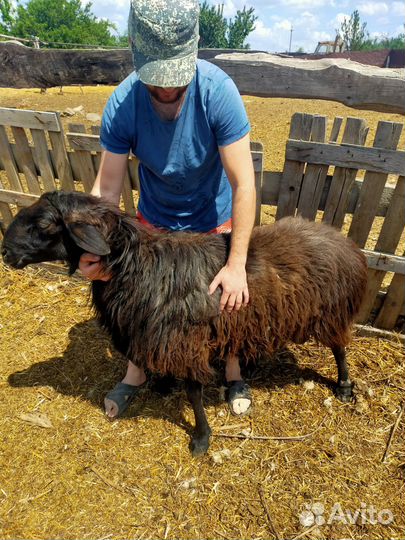 Баран на племя