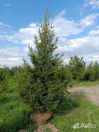 Ель зеленая