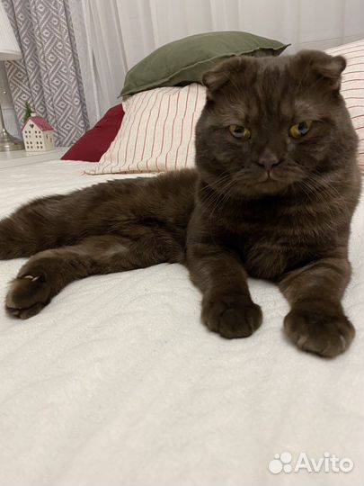 Британский вислоухий кот