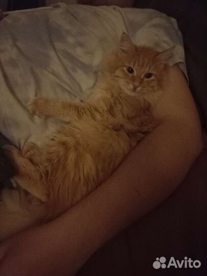 Зооняня, передержка, выгул собак