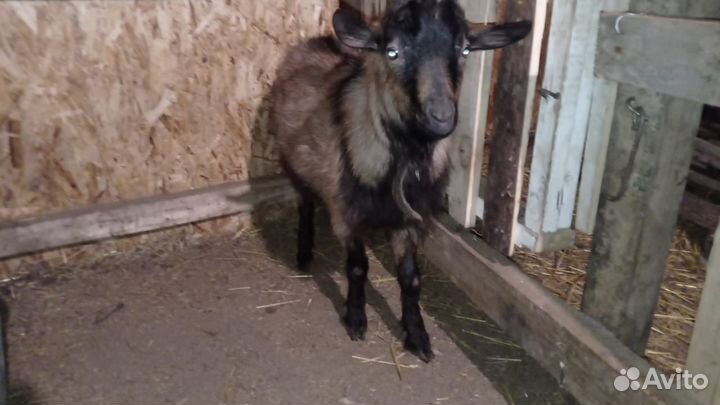 Чешский козел