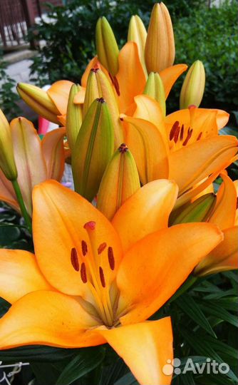 Многолетние цветы и кустарники