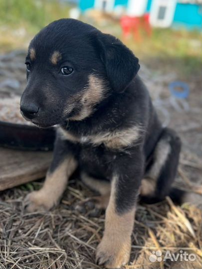 Щенок помесь лабрадора