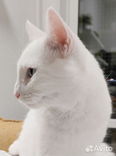 Белый котик Банни