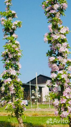 Плодовые.Колоновидные.Мини.Обычные