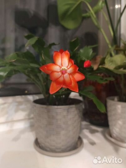 Декабрист шлюмбергера