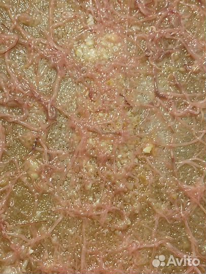 Трубочник изя стартовая культура