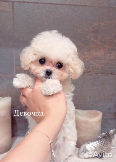 Мальтипу micro из кореи