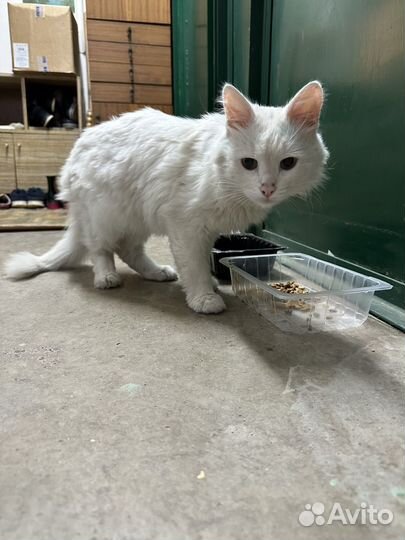 Ласковый котик в добрые руки