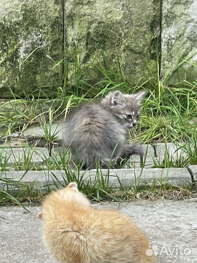 Кошка в дар