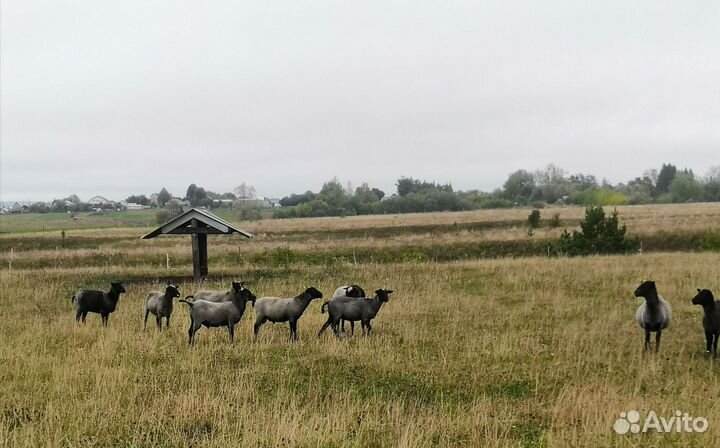 Романовские овцы