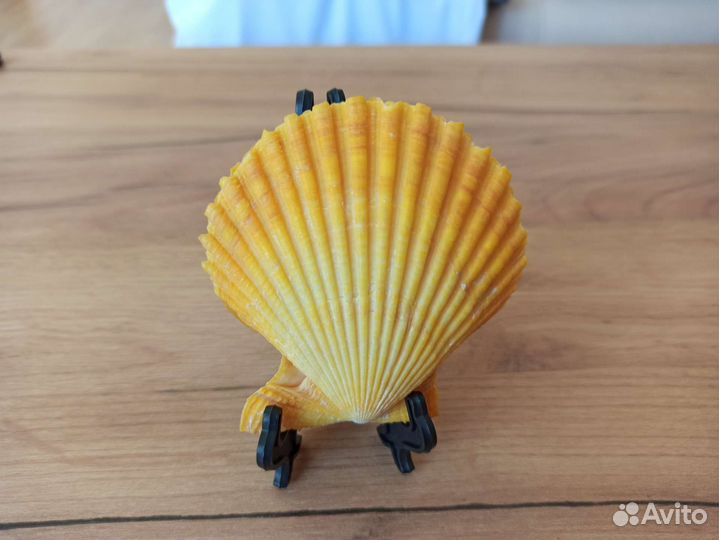 Морская раковина