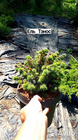 Саженцы хвойных растений