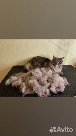 Груминг в Сарове