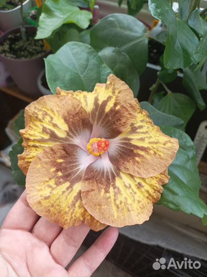 Срезы сортовых гибискусов