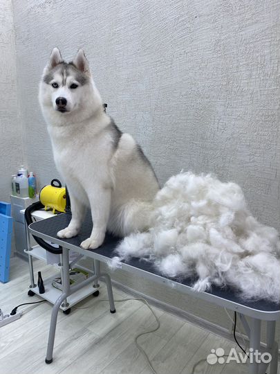 Вычесывание,груминг крупных и мелких собак,стрижка