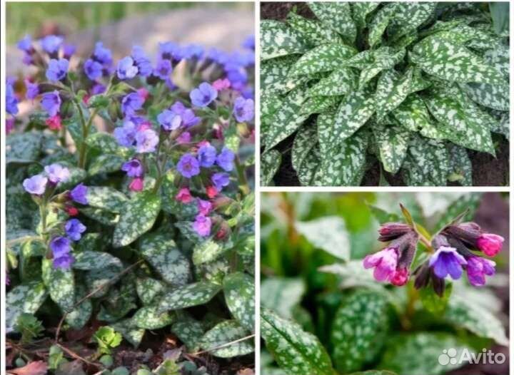 Цветы многолетние