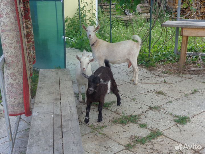 Камерунские козы