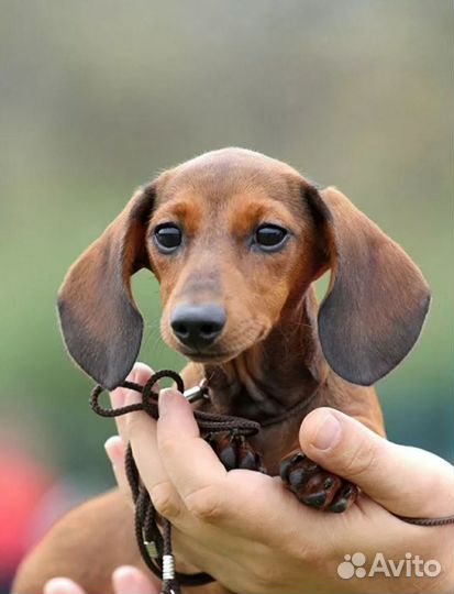 Кроличья такса