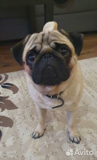 Вязка мопс мальчик