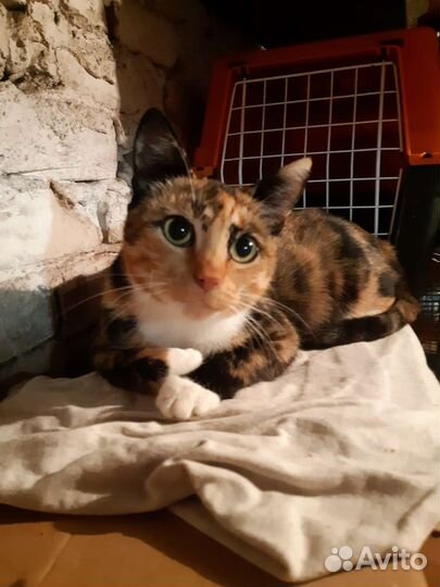 Кошечка-трехцветка на счастье