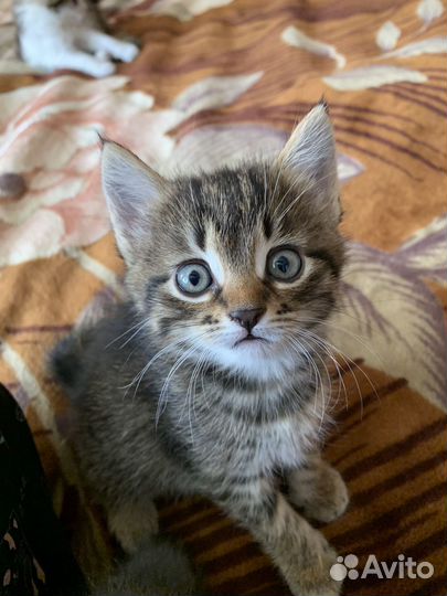 Кошки в добрые руки бесплатно