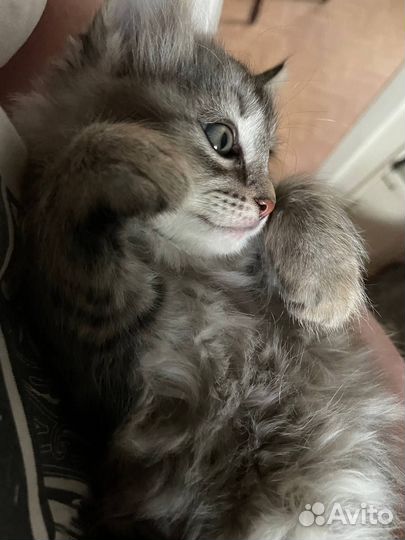 Милая, веселая котейка