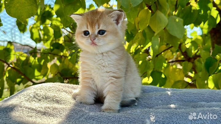 Шотландская золотая шиншилла девчуля