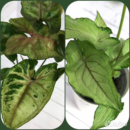 Мега-набор сингониумов + мох сфагнум в подарок