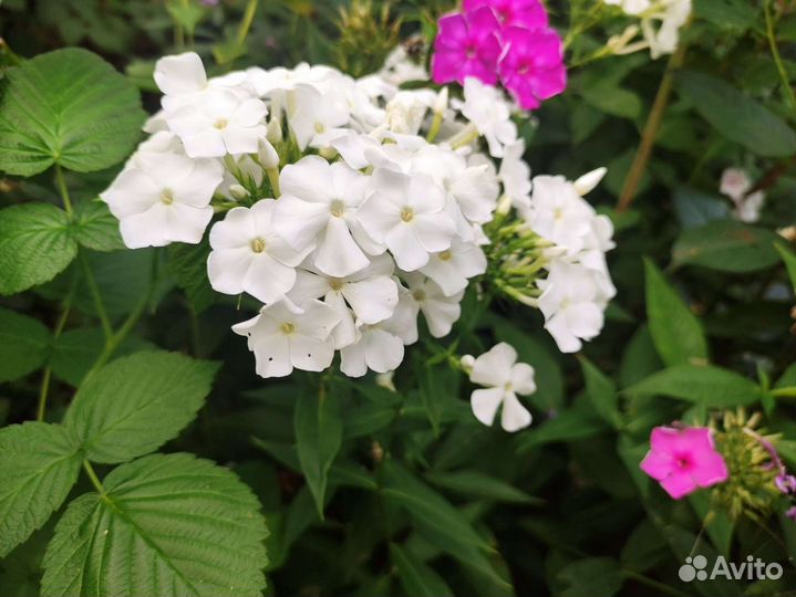 Флоксы многолетние