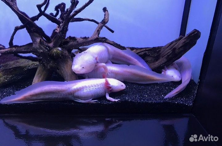 Аксолотль - Axolotl