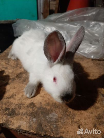 Калифорнийские кролики