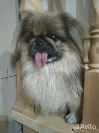 Стрижка кошек и собак