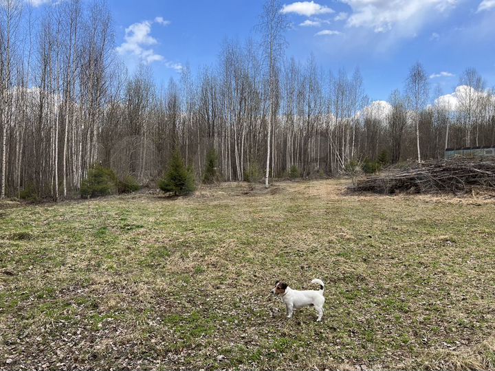 Участок 25 сот. (СНТ, ДНП)