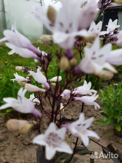 Пенстемон наперстянковый