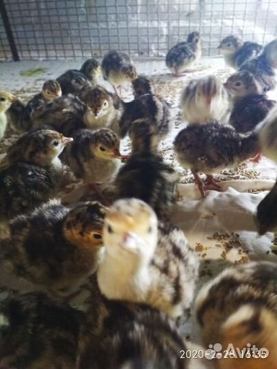 Индюшата суточные