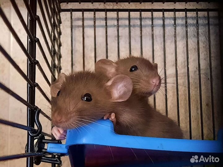 Крысята Дамбо. Крысы шоколадно-жемчужные. Питомник