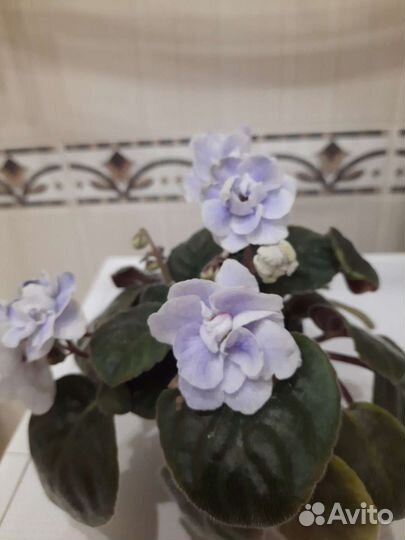 Фиалки сортовые