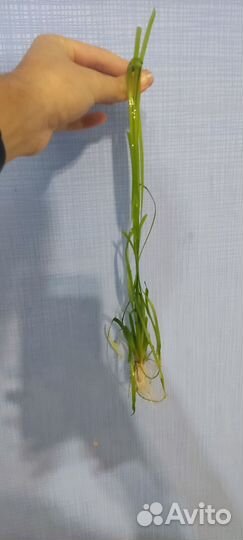 Растения для аквариума валлиснерия и роголистник