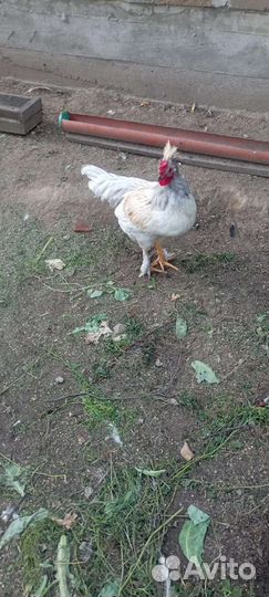 Петух