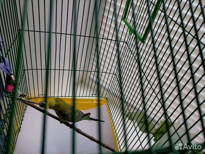Клетка для птиц