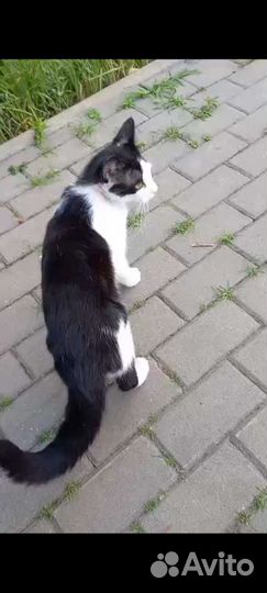 Замечательный котей ищет искренних друзей