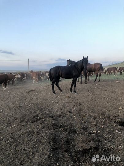 Чистокровный жеребец