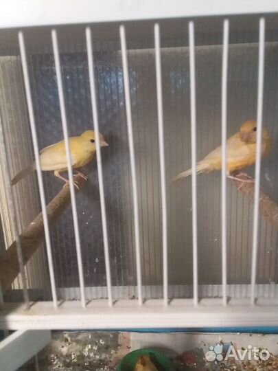 Продам канареек