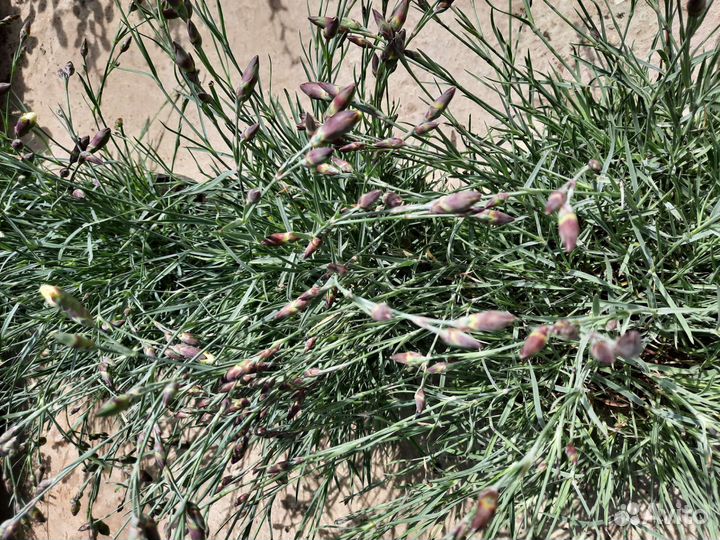 Растения для сада